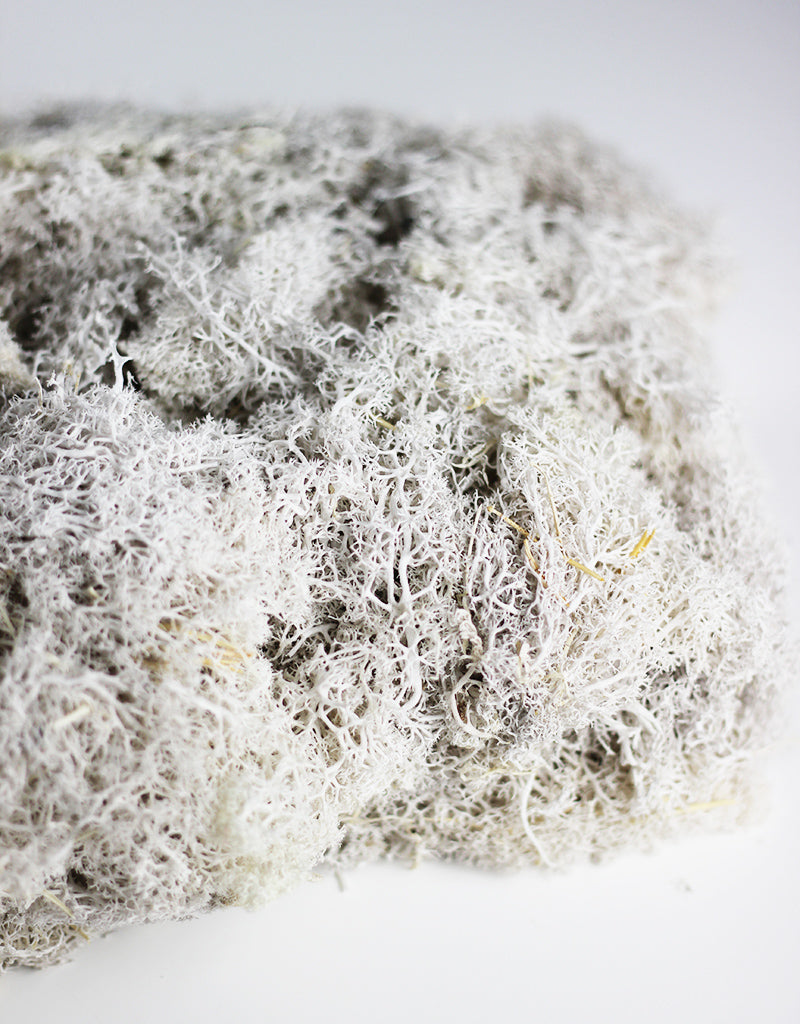 Preserved Musgo Finlandes Moss