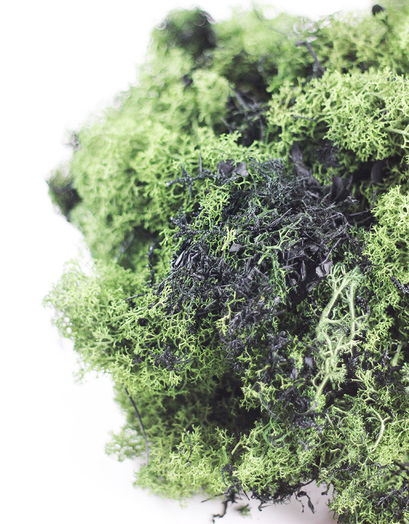 Musgo Finlandes Moss