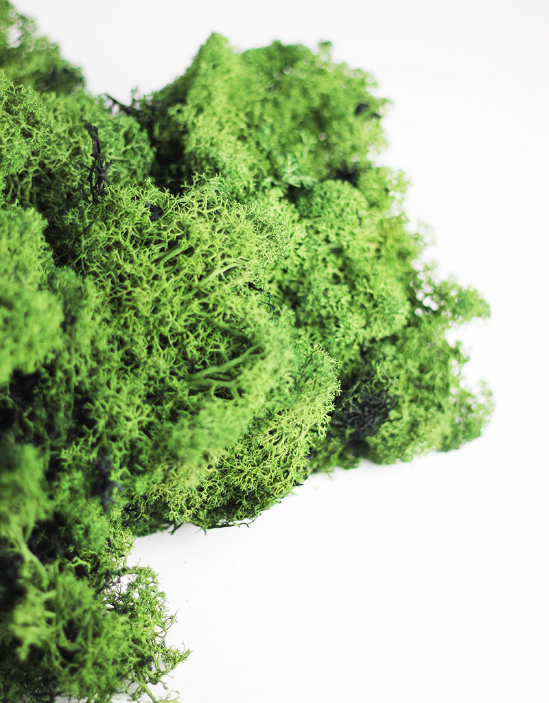 Preserved Musgo Finlandes Moss