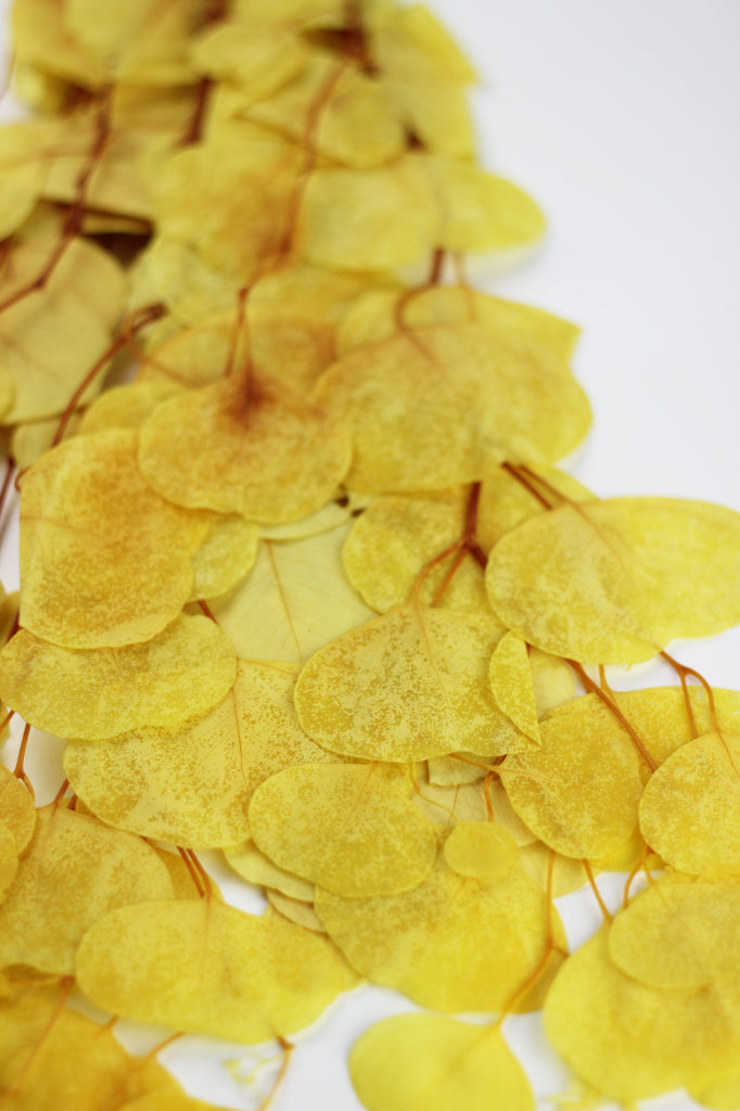 Preserved Eucalyptus