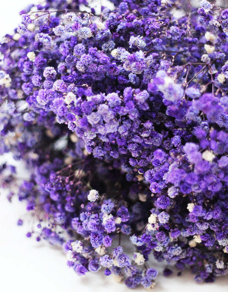 Preserved Gypsophila