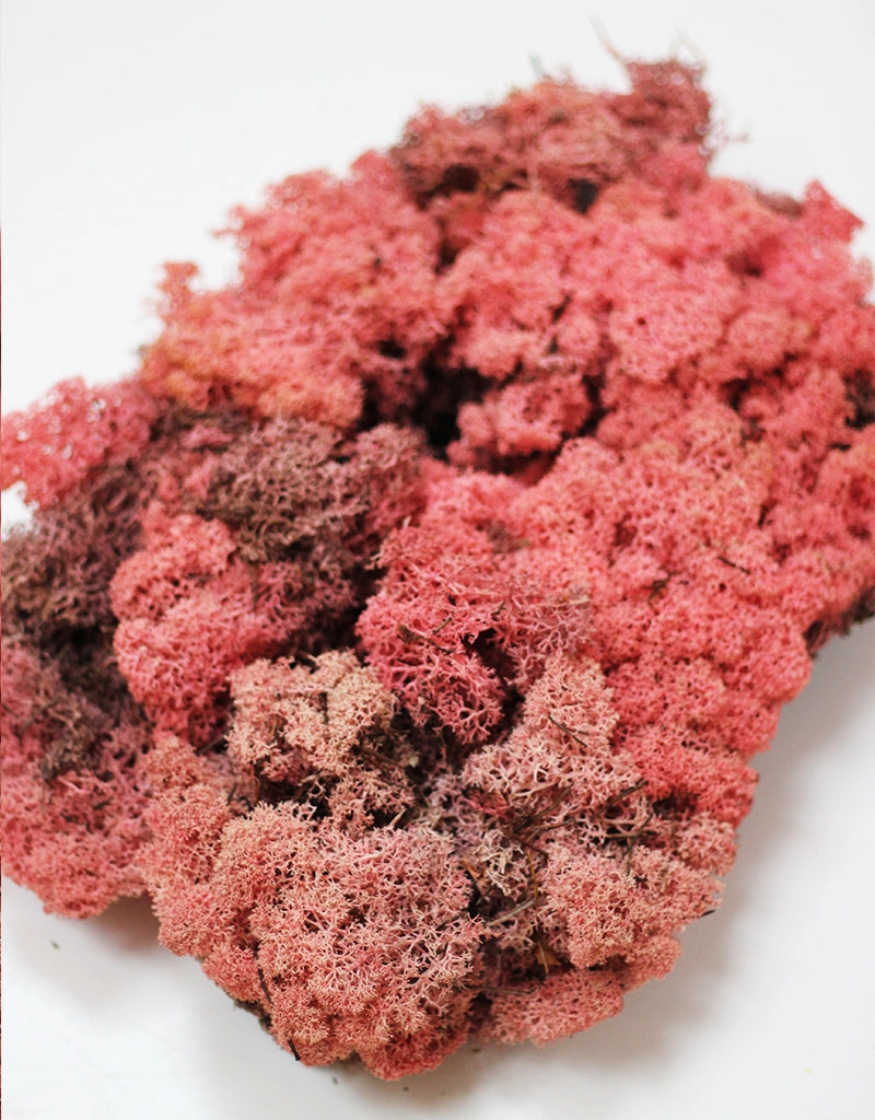 Preserved Moss - Pink, 500g