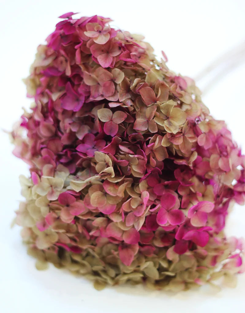 Purple Light Green Hydrangea