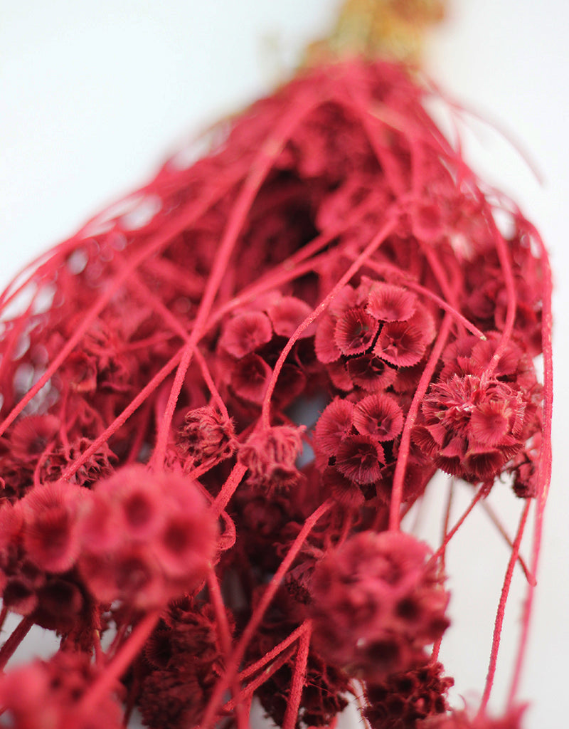 Dried Scabiosa - Red Flowers Bunch, 50 cm