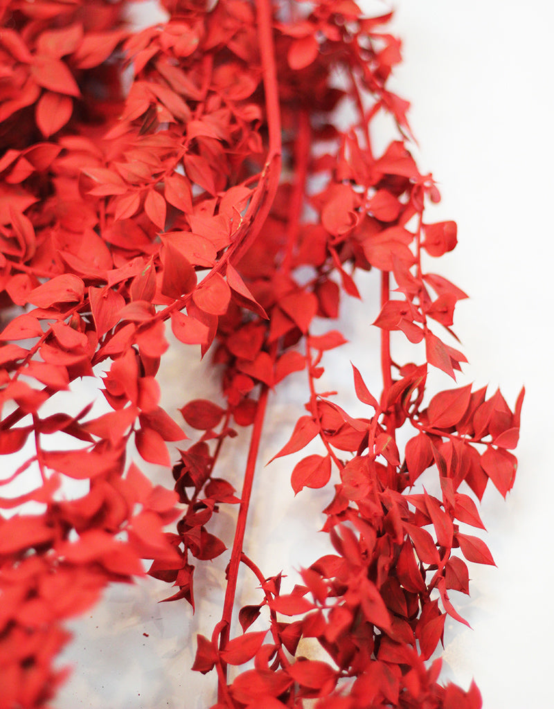 wholesale Red Ruscus Stems Bunch