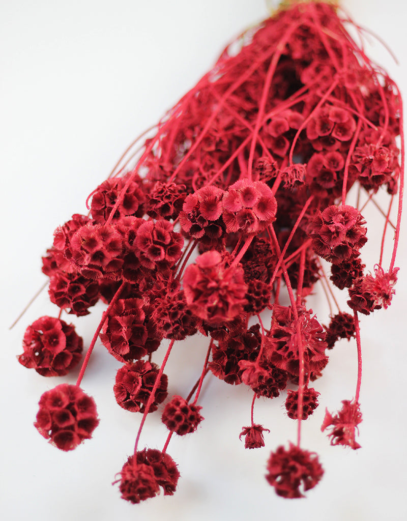 Dried Scabiosa - Red Flowers Bunch, 50 cm