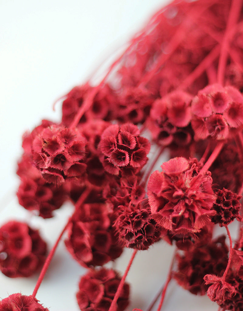Dried Scabiosa - Red Flowers Bunch, 50 cm