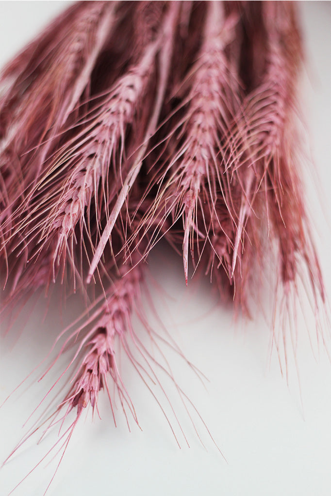 Dried Triticale bunch