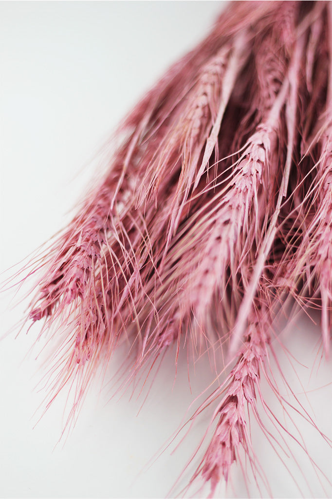 Dried Triticale Frosted Flowers bunch