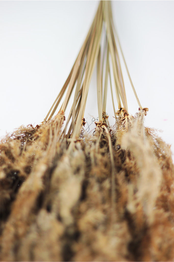 dried Umbrella Fern bunch