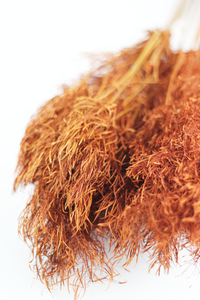 Dried Umbrella Sedge