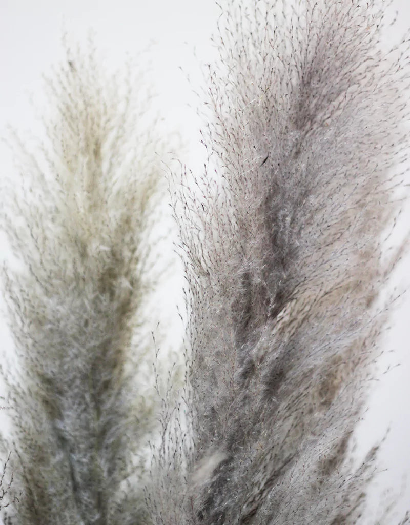 Wholesale Grey Pampas Grass