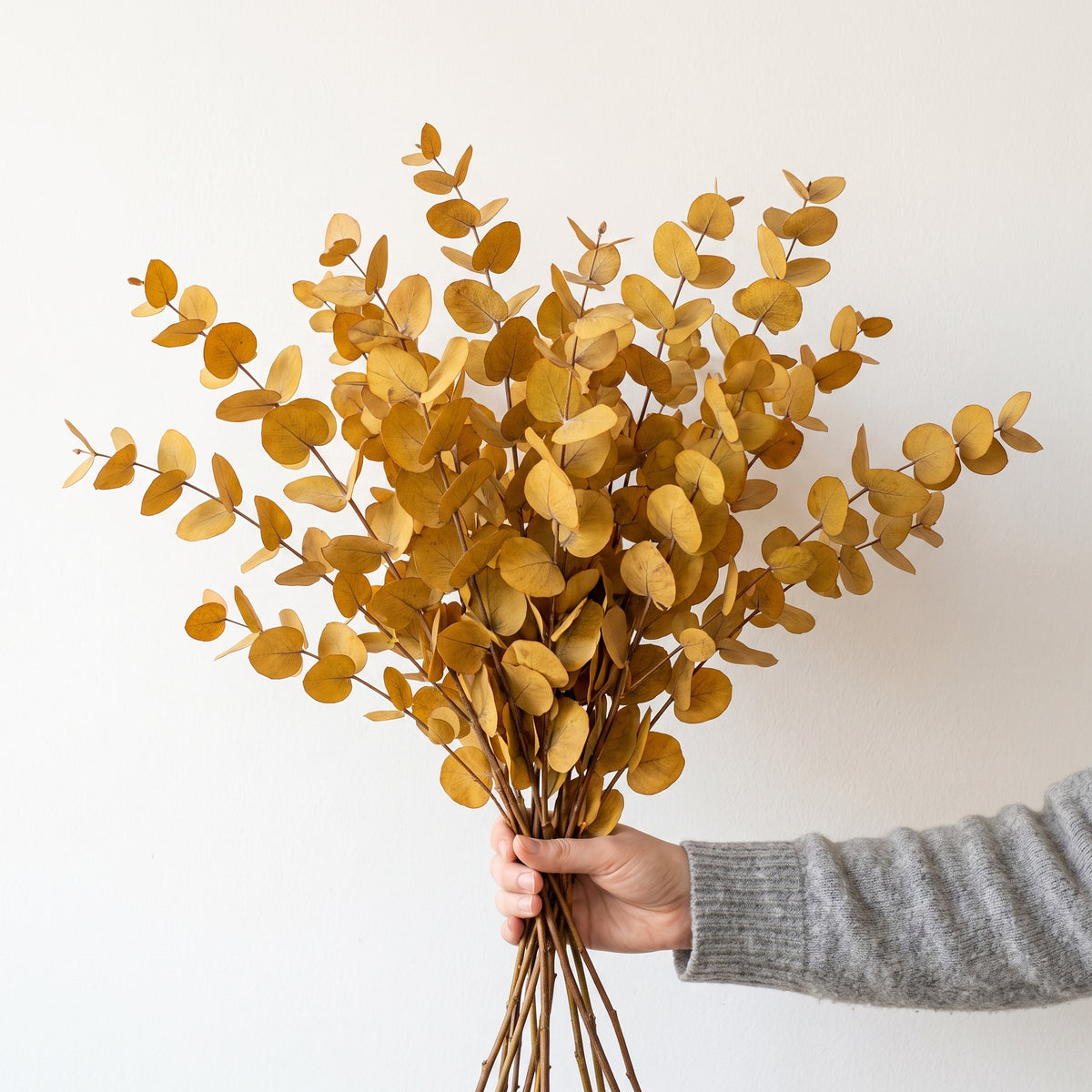 Yellow Eucalyptus Stuartiana Preserved Bunch