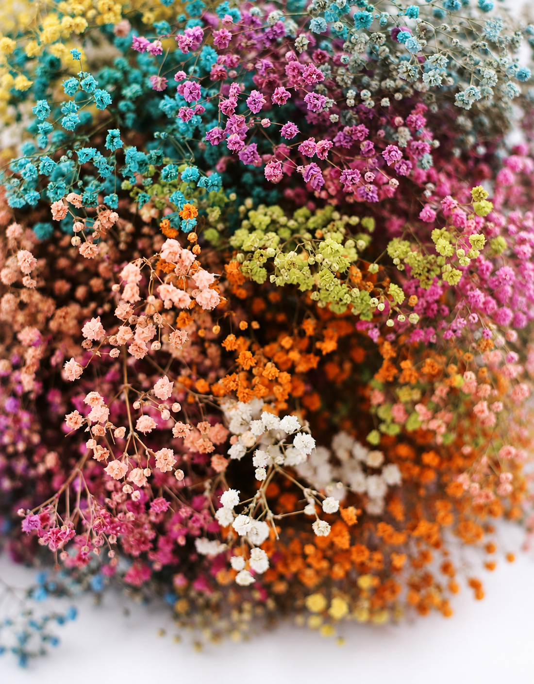 Preserved Gypsophila Flowers