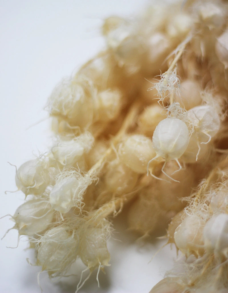 Preserved Nigella flowers