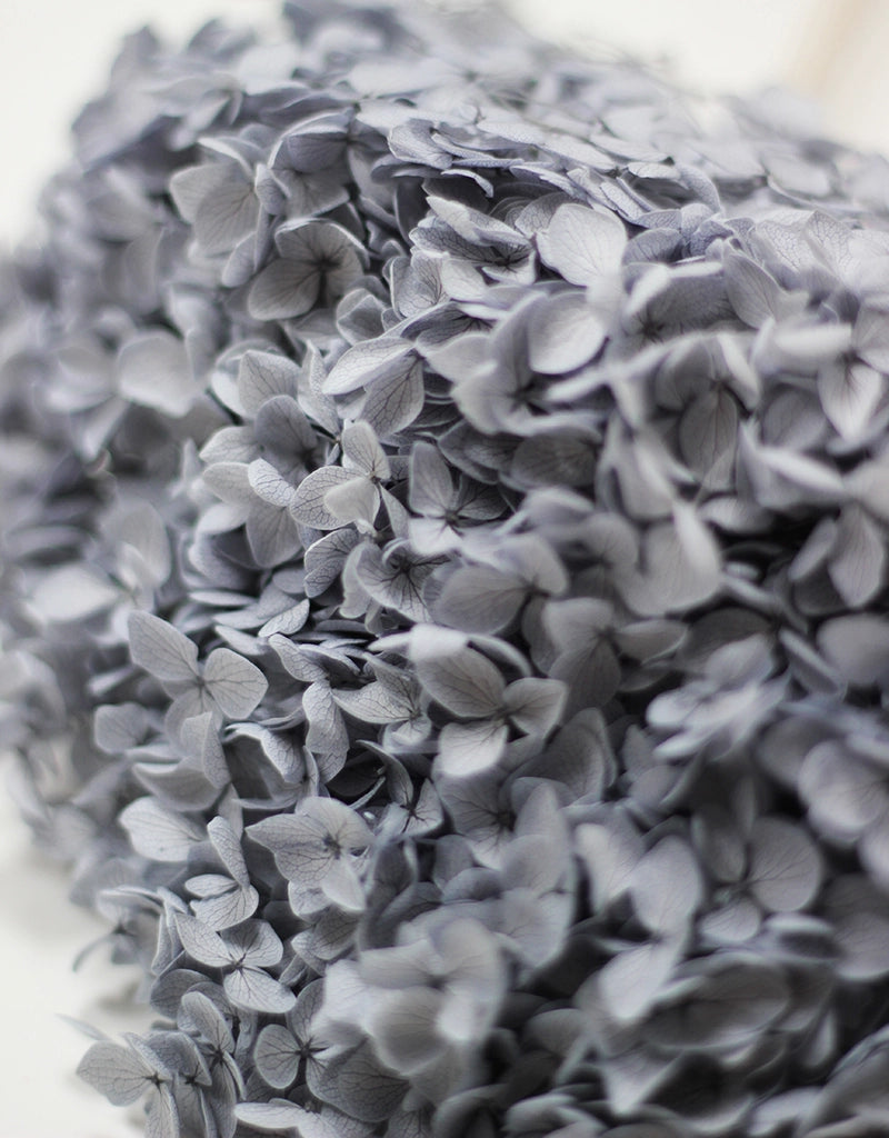 blue Preserved Hydrangea