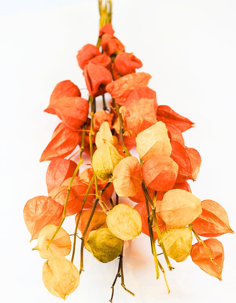 Dried Chinese Lanterns Flowers | Dried Physalis Natural Bunch