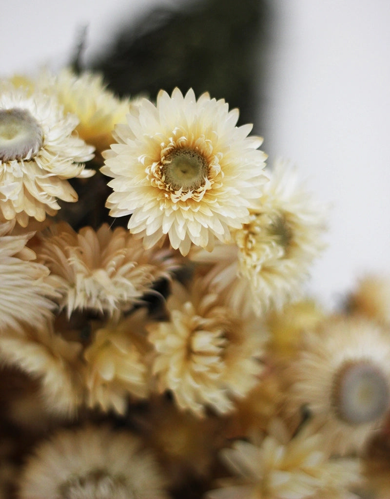 Dried Helichrysum - Cream Bunch, 10 Stems, 50 cm