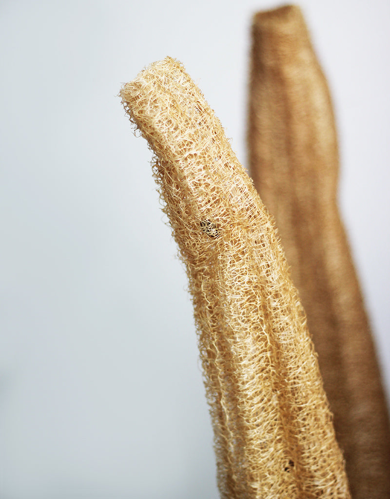 XL Dried Luffa (Loofah) Natural/Brown Flowers Bunch- 3 stems, 120cm