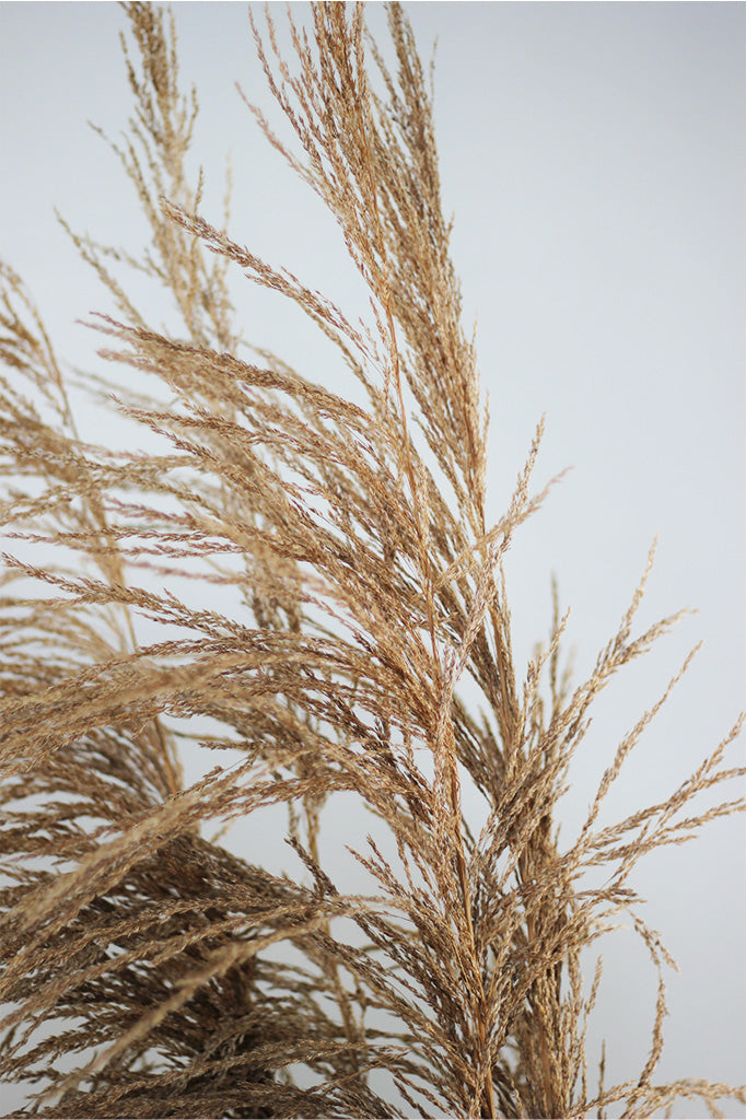 Dried Cortederia grass