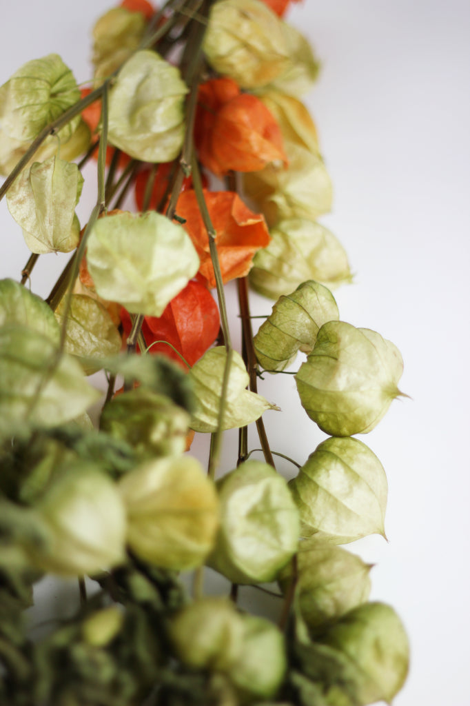 Dried Physalis flowers 