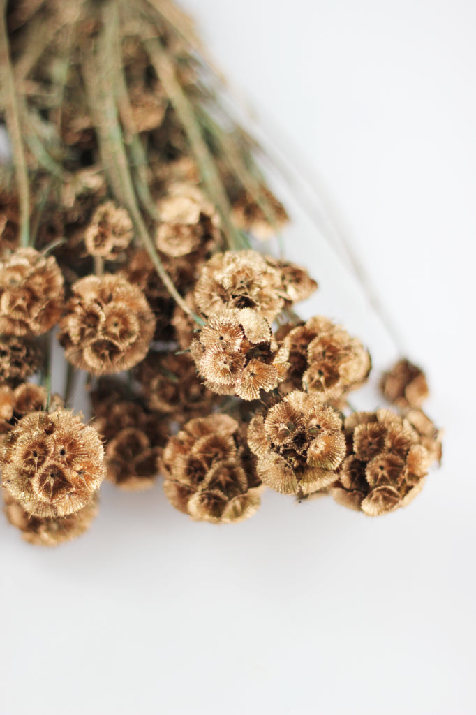dried scabiosa bouquet