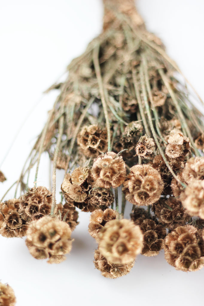 dried scabiosa flowers