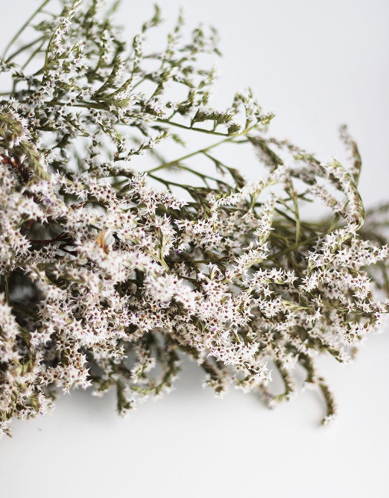 White Statice Tatarica Dumosa