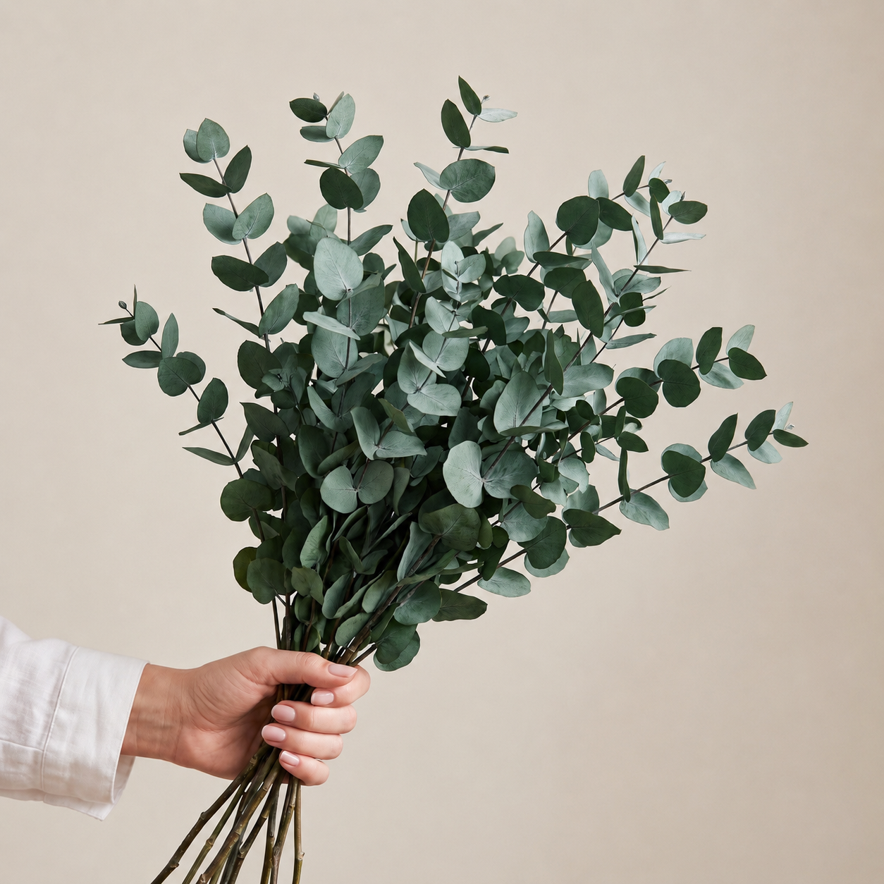 Preserved Eucalyptus Stems - Cinerea Green/Grey Bunch, 60 cm