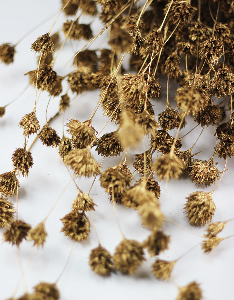 Dried Weeping Bamboo