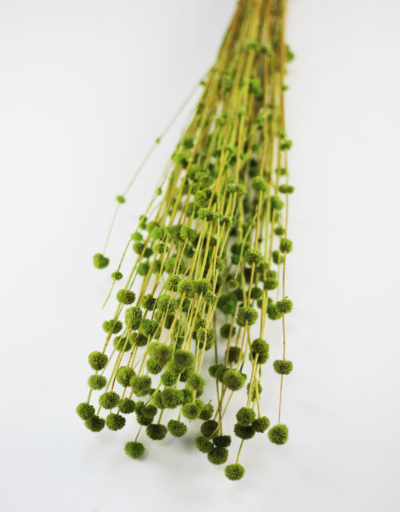 Dried Big Mars Flowers bunch