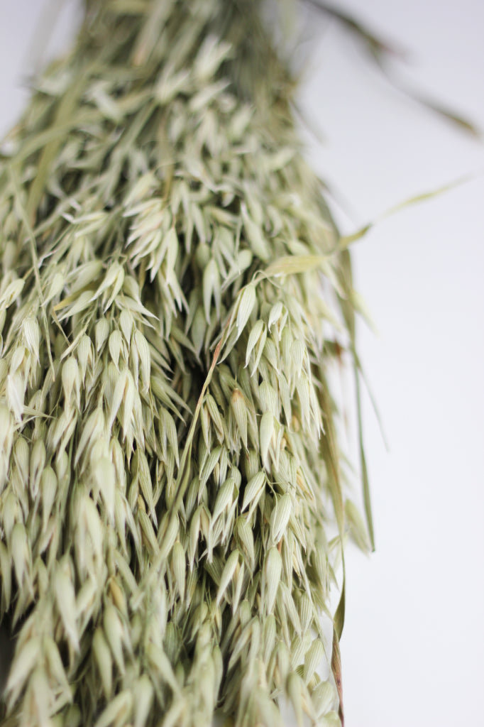 dried oat bunches