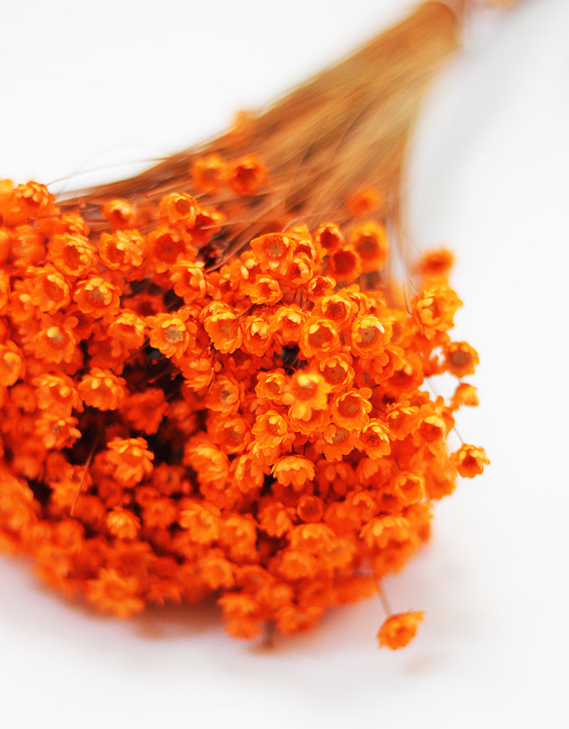 orange flowers