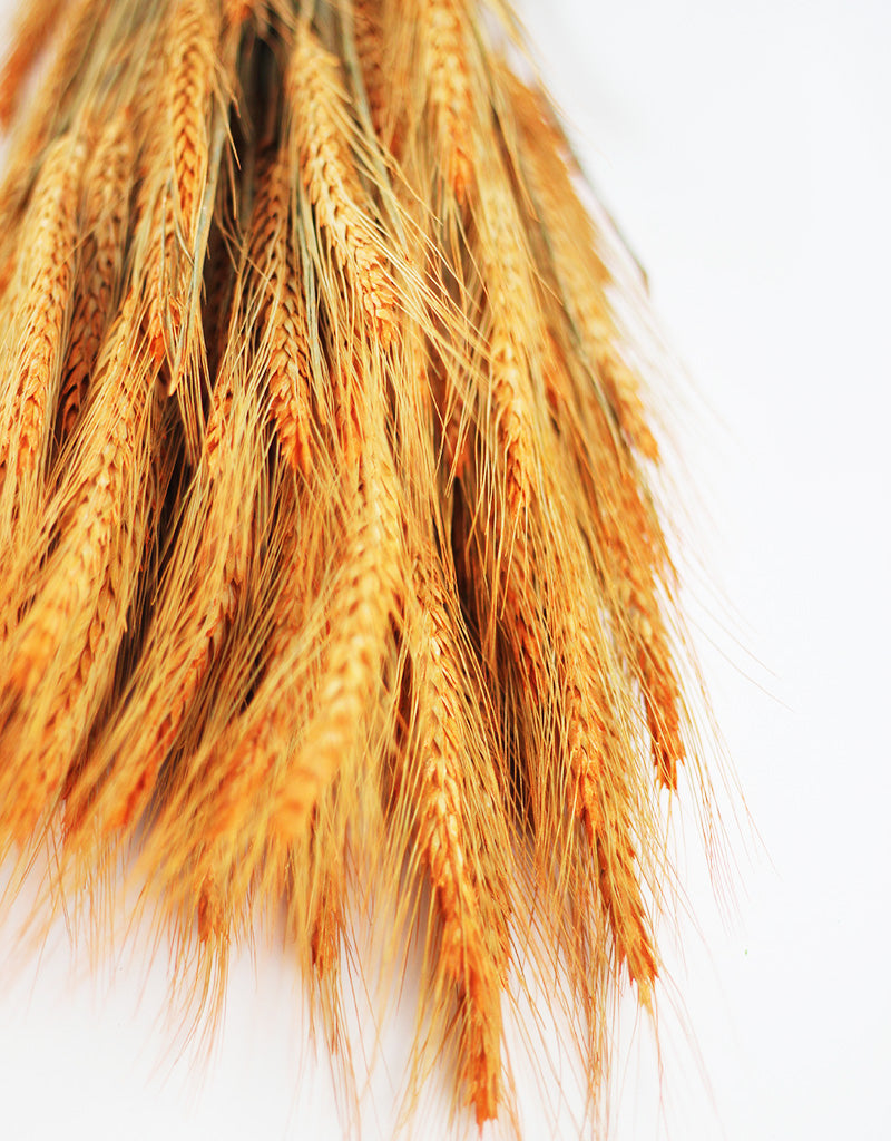 Orange Dried Triticale