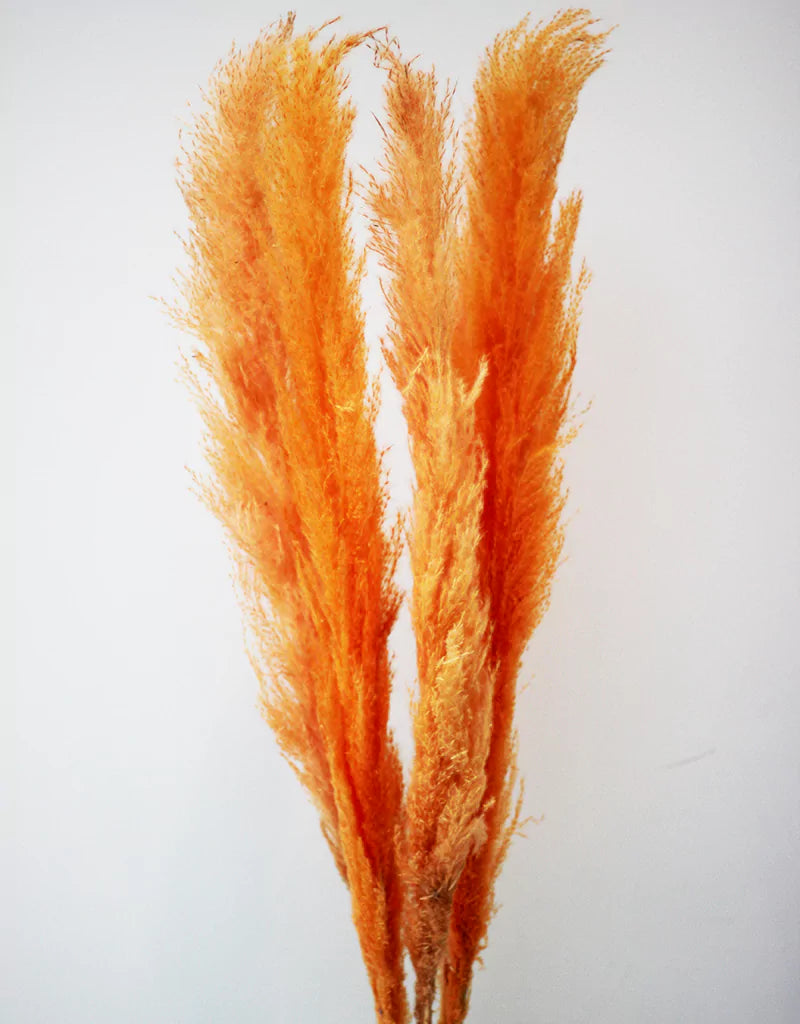 wholesale orange pampas grass