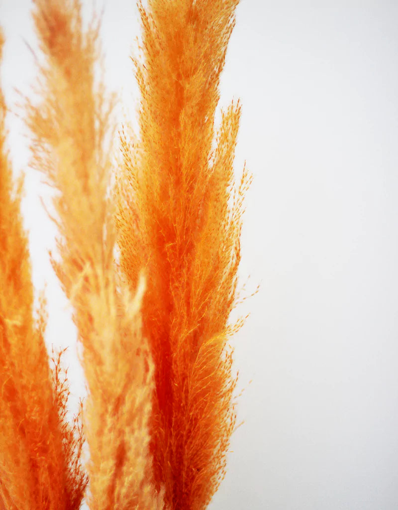 orange pampas wholesale