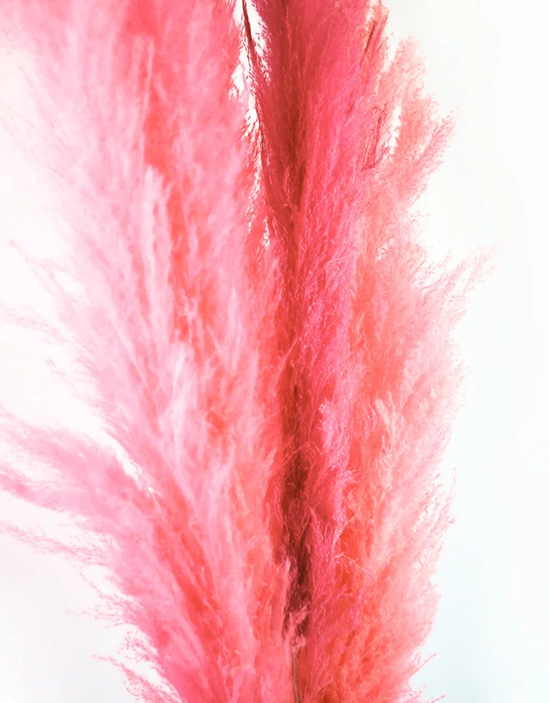 Fluffy Vibrant Dried Pampas Grass - 5 Stems, 110 cm length, Baby Pink Mix (Cortaderia)