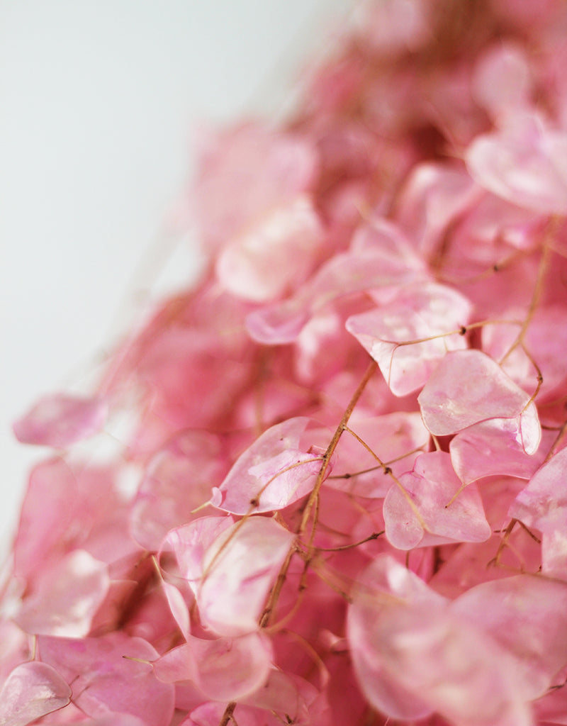 Pink honesty flowers