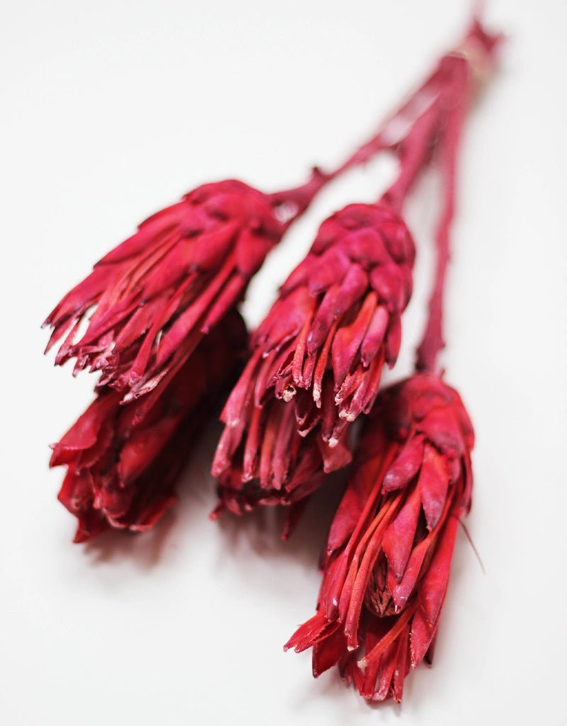 Dried Protea African Repens