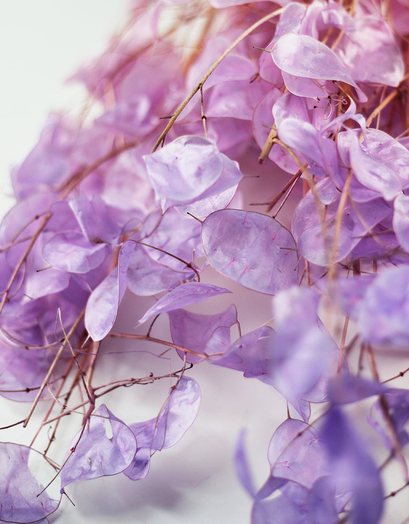Dried Lunaria bunch - Purple Ombre, 70cm