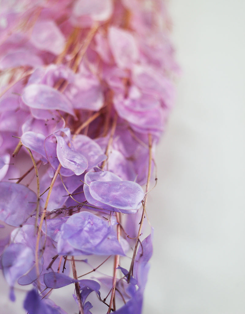 Dried Lunaria bunch