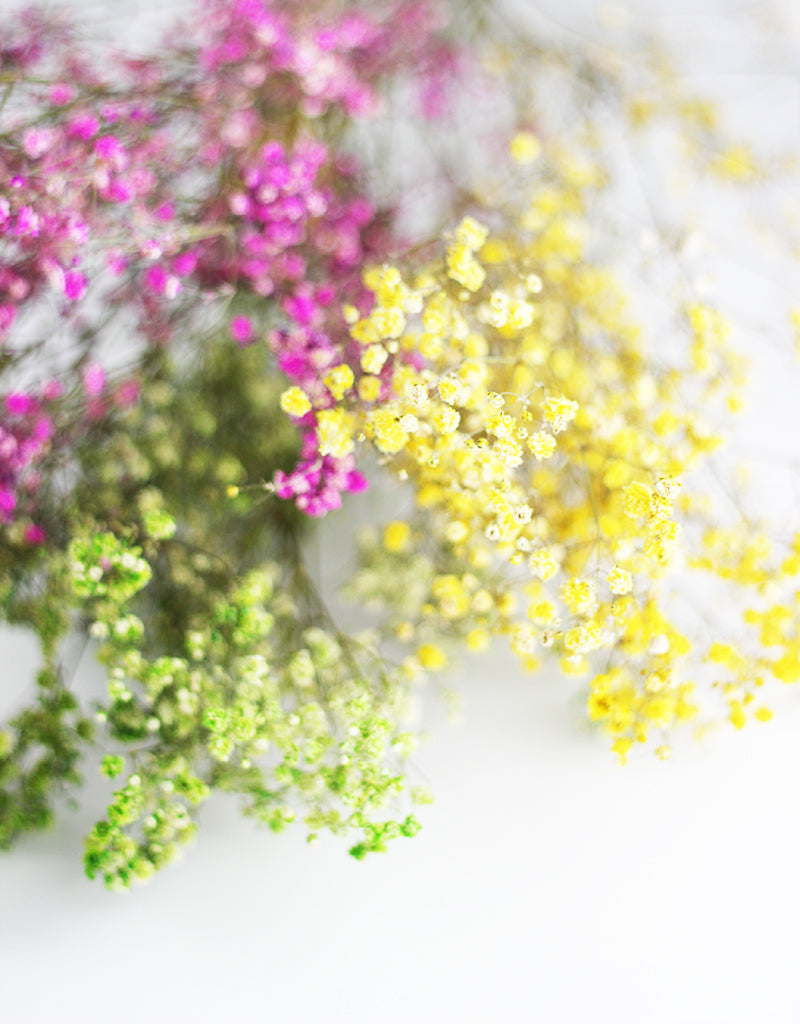 bulk buy gypsophila