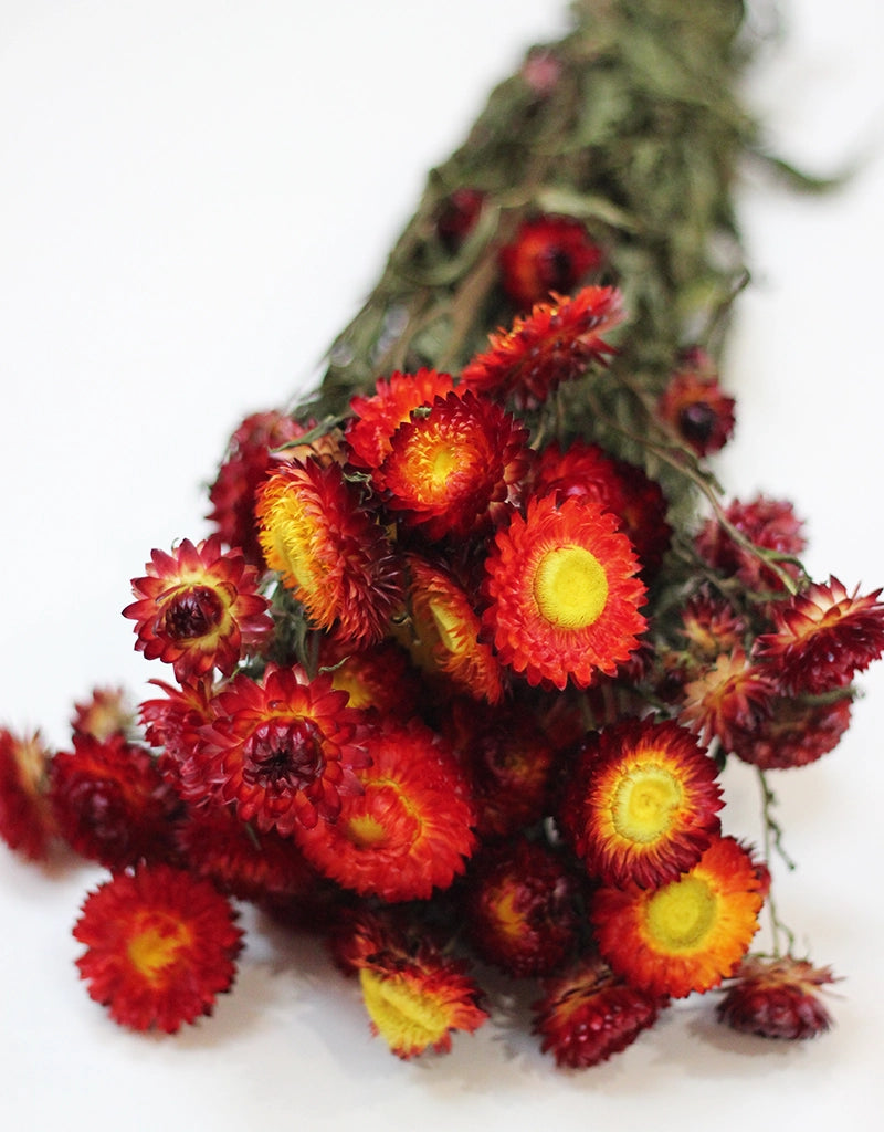 red dried flowers