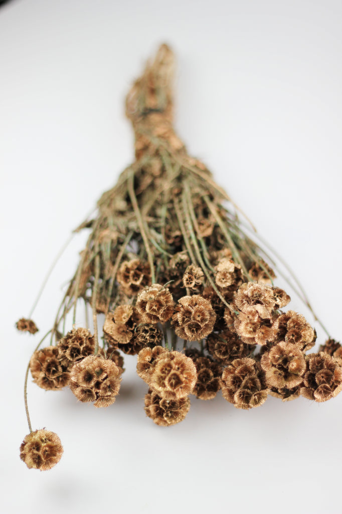 scabiosa bouquet