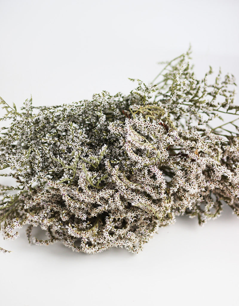 Statice Tatarica Dumosa