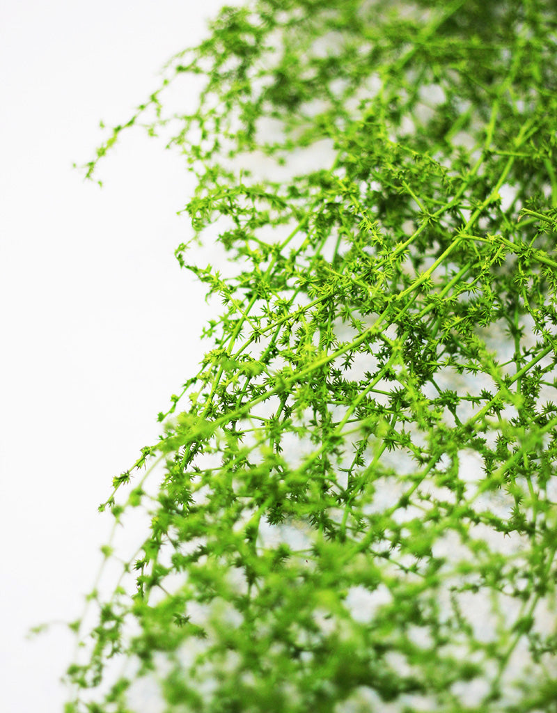 wholesale Dried Asparagus Fern