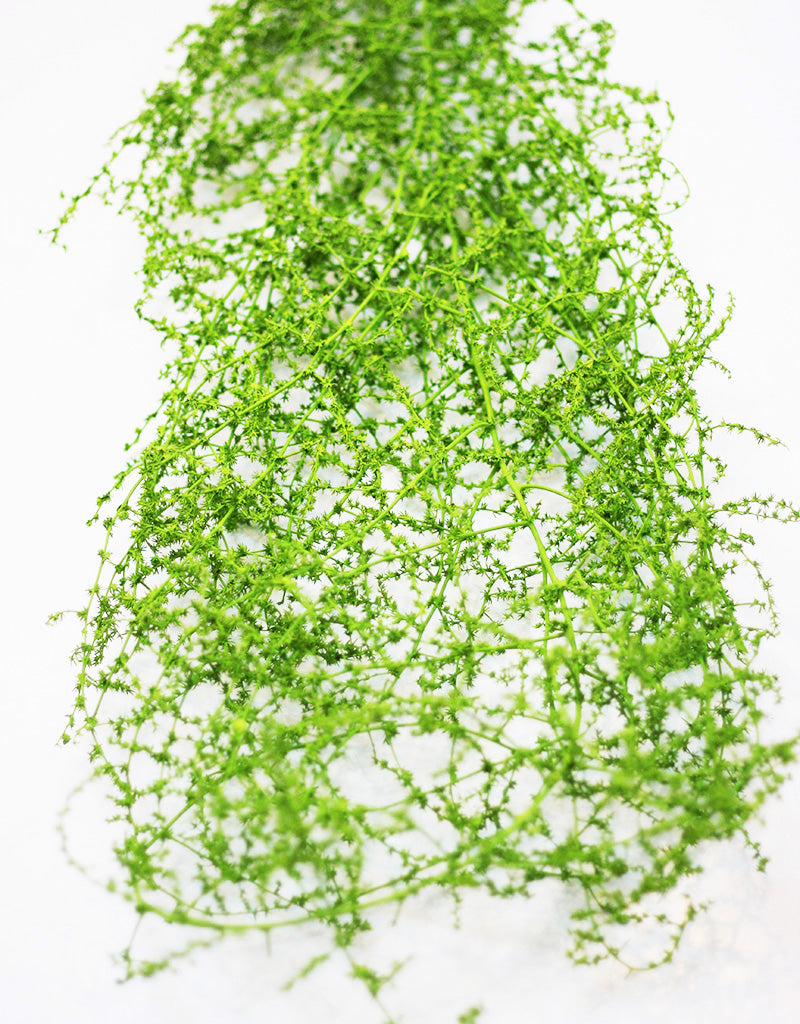 wholesale fern