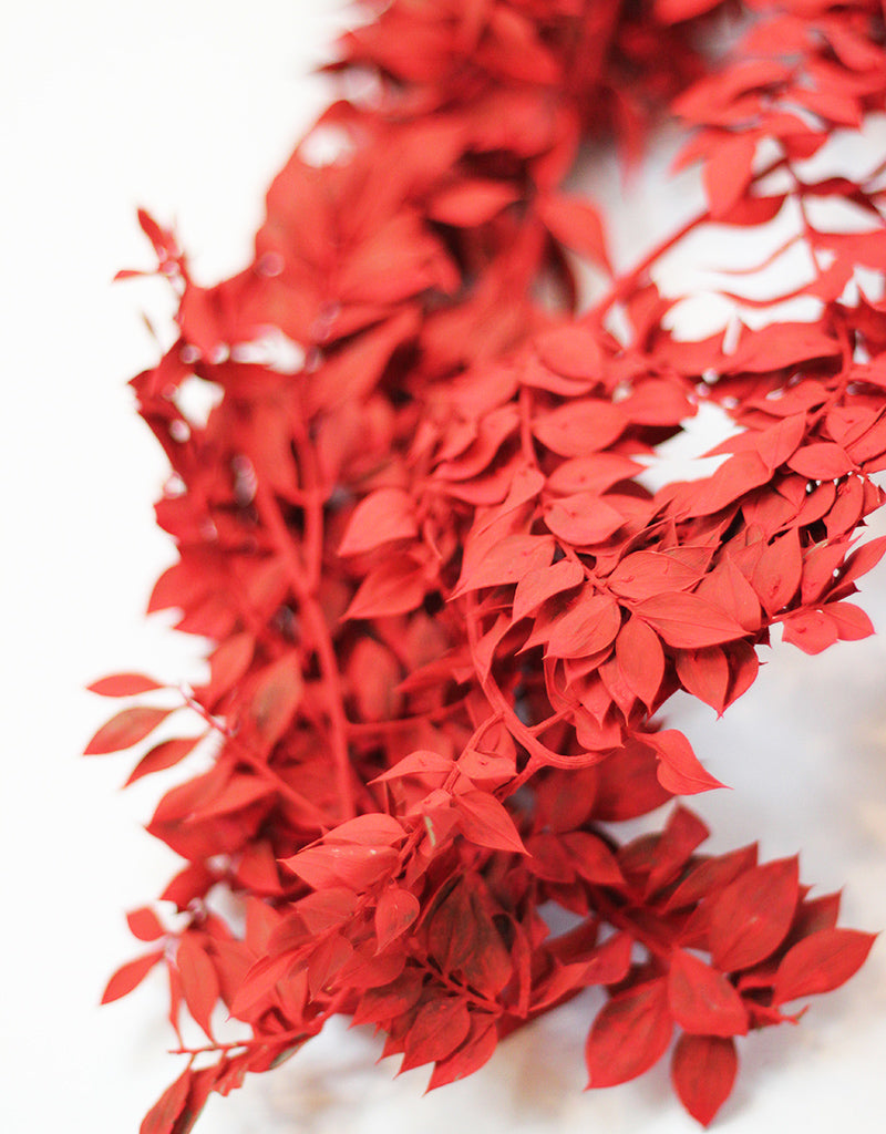 wholesale Red Ruscus Stems Bunch