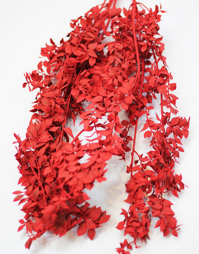 Red Ruscus Stems Bunch wholesale