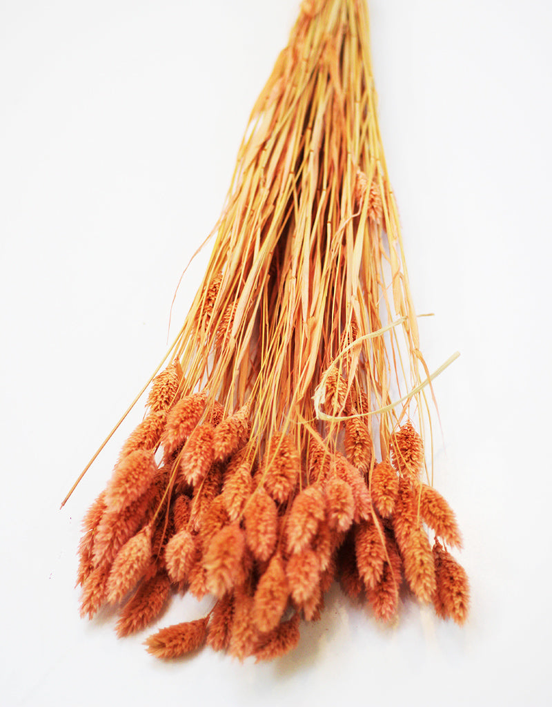 wholesale Dried Phalaris Grass